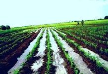 MUHIIMADDA GANACSIGA BEERAHA