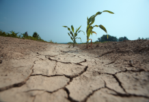 ICPAC: Oktoobar ilaa Disembar 2024, Saadaal Xilliyeedka ee dalalka bariga Geeska Afrika