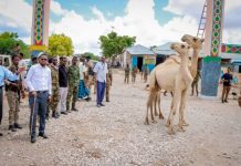 Saraakiisha ciidanka 60-aad oo lagu wareejiyay deeq xoolo nool ah