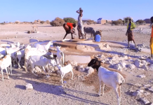 Galmudug oo shaacisay in dadka iyo duunyada ku nool Mudug ay saameyn xooggan ku yeesheen abaaraha dalka ka jira