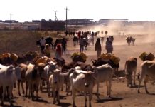 WARBIXIN: Xaaladda abaarta ka jirta Soomaaliya